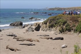 Elephant Seal View